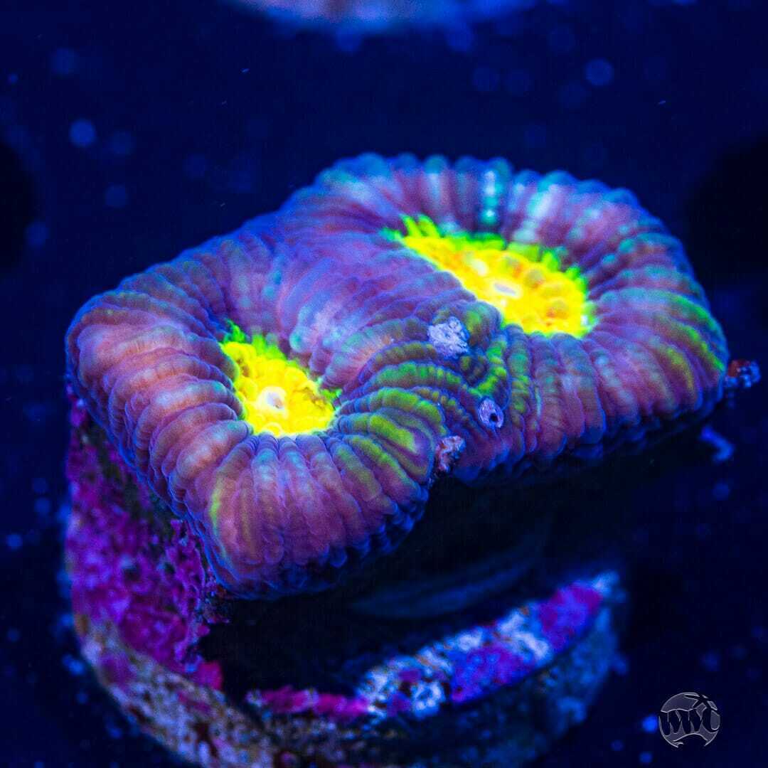WWC Cosmos Favia ~ WYSIWYG Live Coral Frag ~ World Wide Corals ~ #156