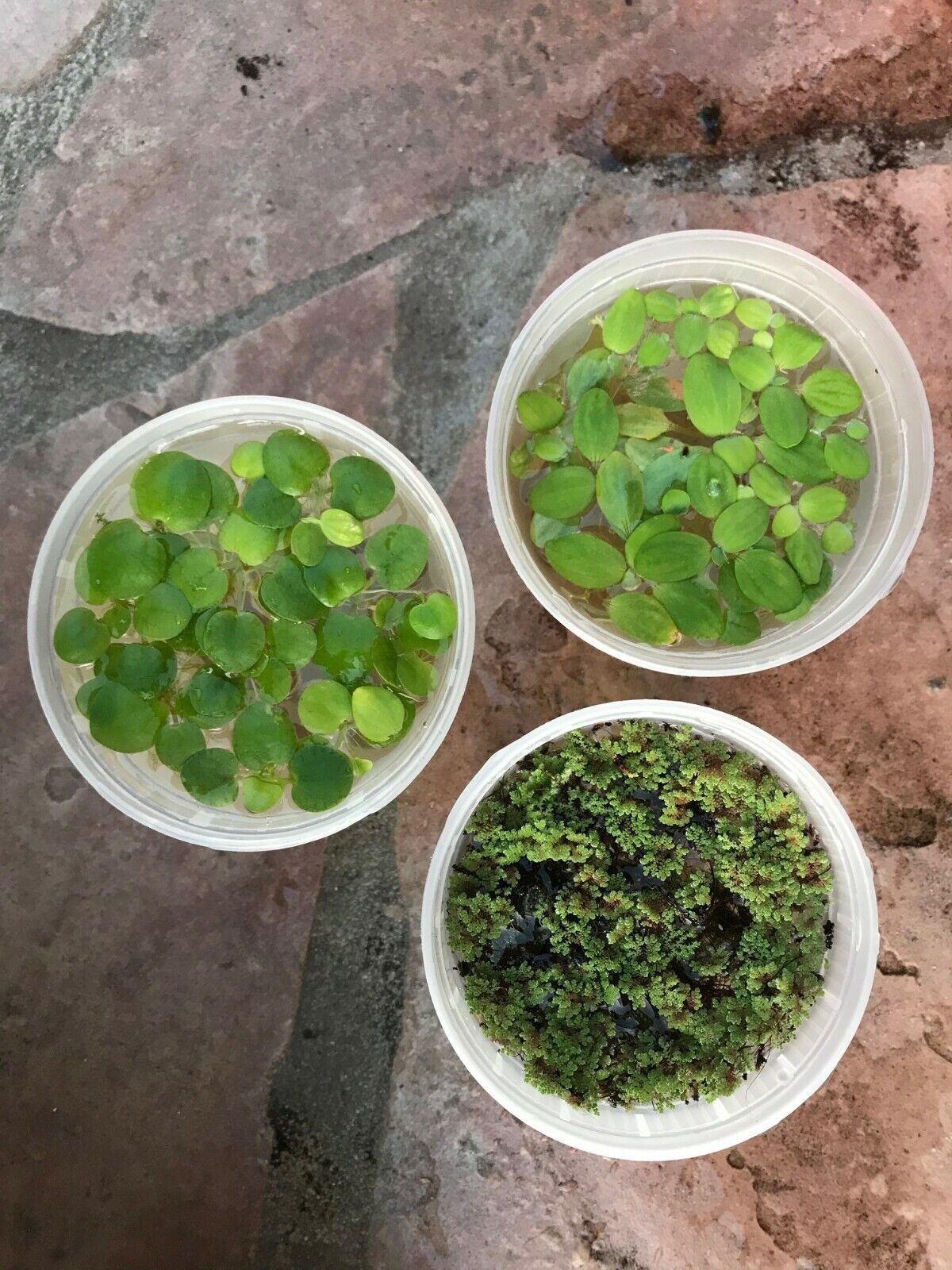 Aquarium Water Floating Plant Combo - Azolla Fairy Moss, Frogbit, Water Lettuce 