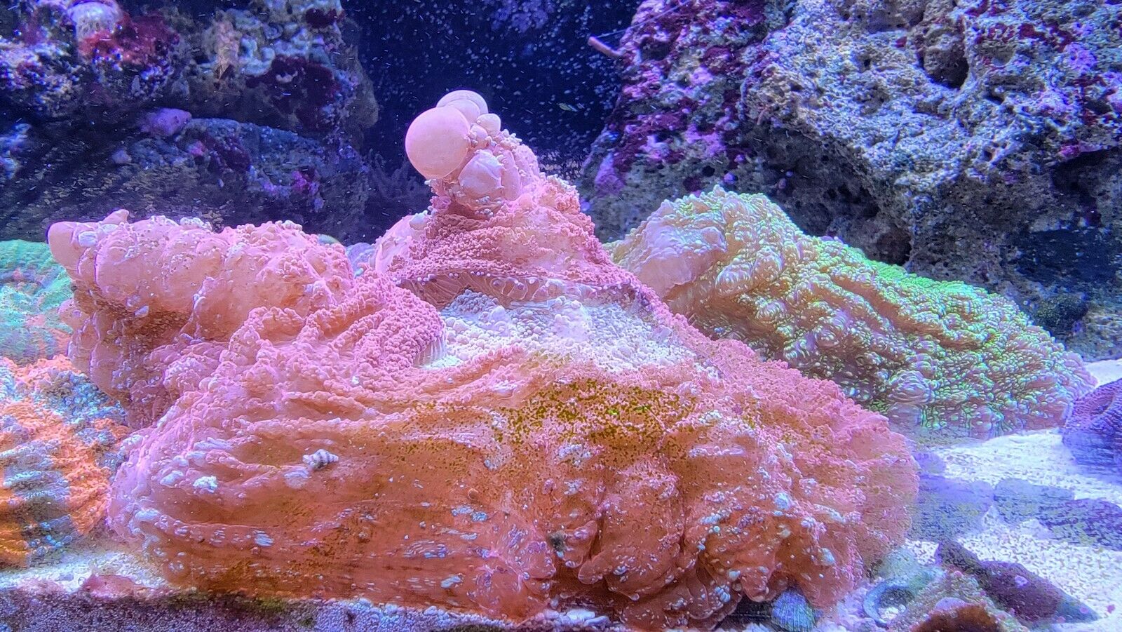 indonesian red and yellow bouncing acanthophyllia.