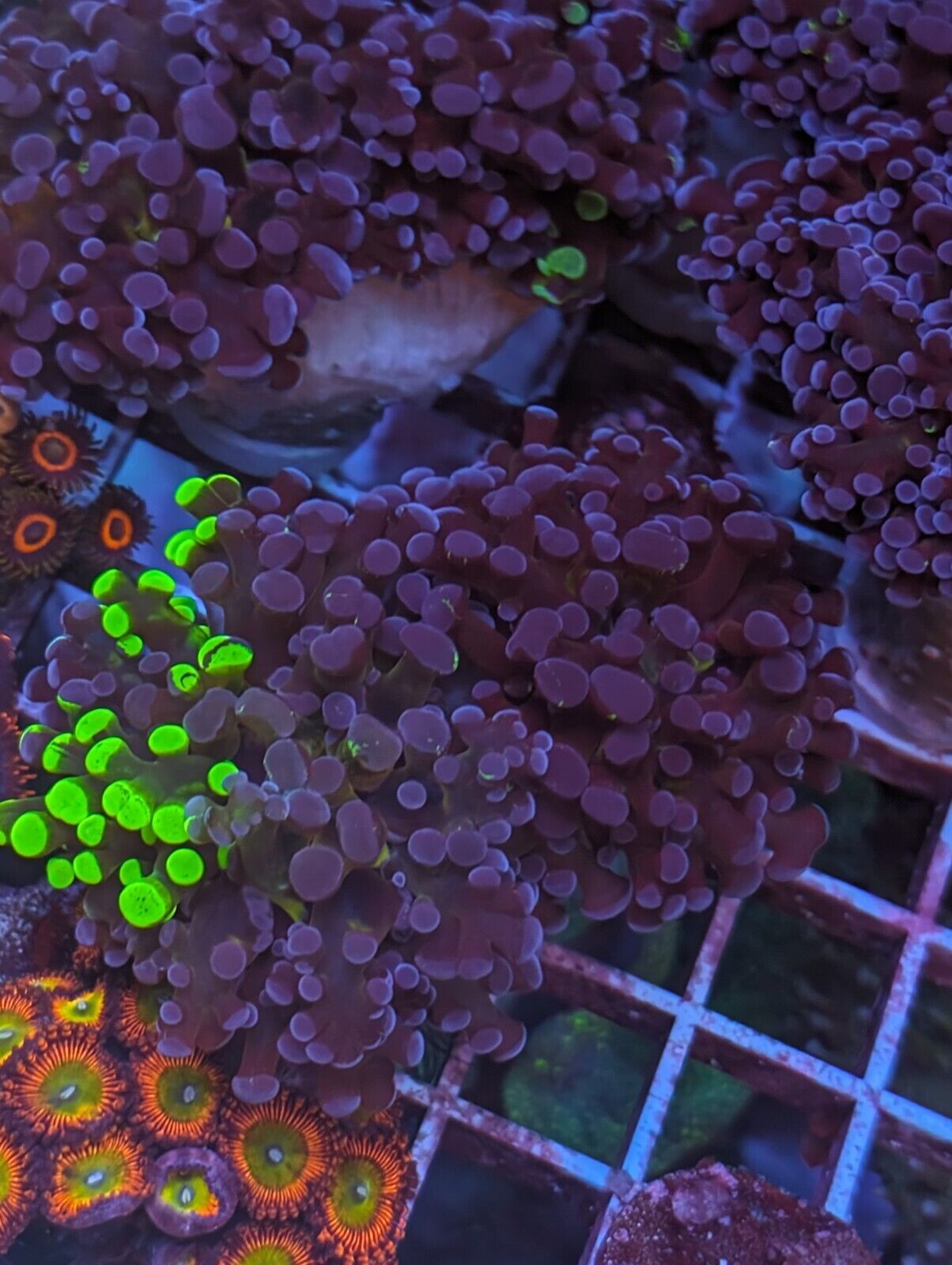 10 Polyps-Night Train Frogspawn - Aquaculture Coral