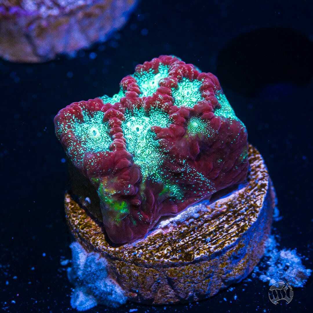 WWC Festivus Favites ~ WYSIWYG Live Coral Frag ~ World Wide Corals ~ #124