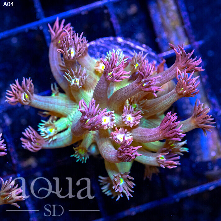 ASD - 127 Supreme Nachos Goniopora - WYSIWYG - Aqua SD Live Coral Frag