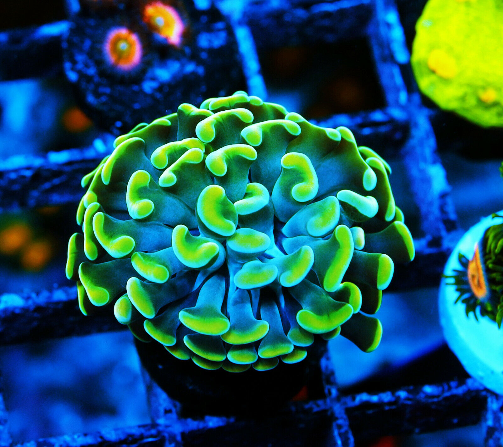 Green/Yellow Tips Hammer Zoanthids Zoa SPS LPS Corals, WYSIWYG