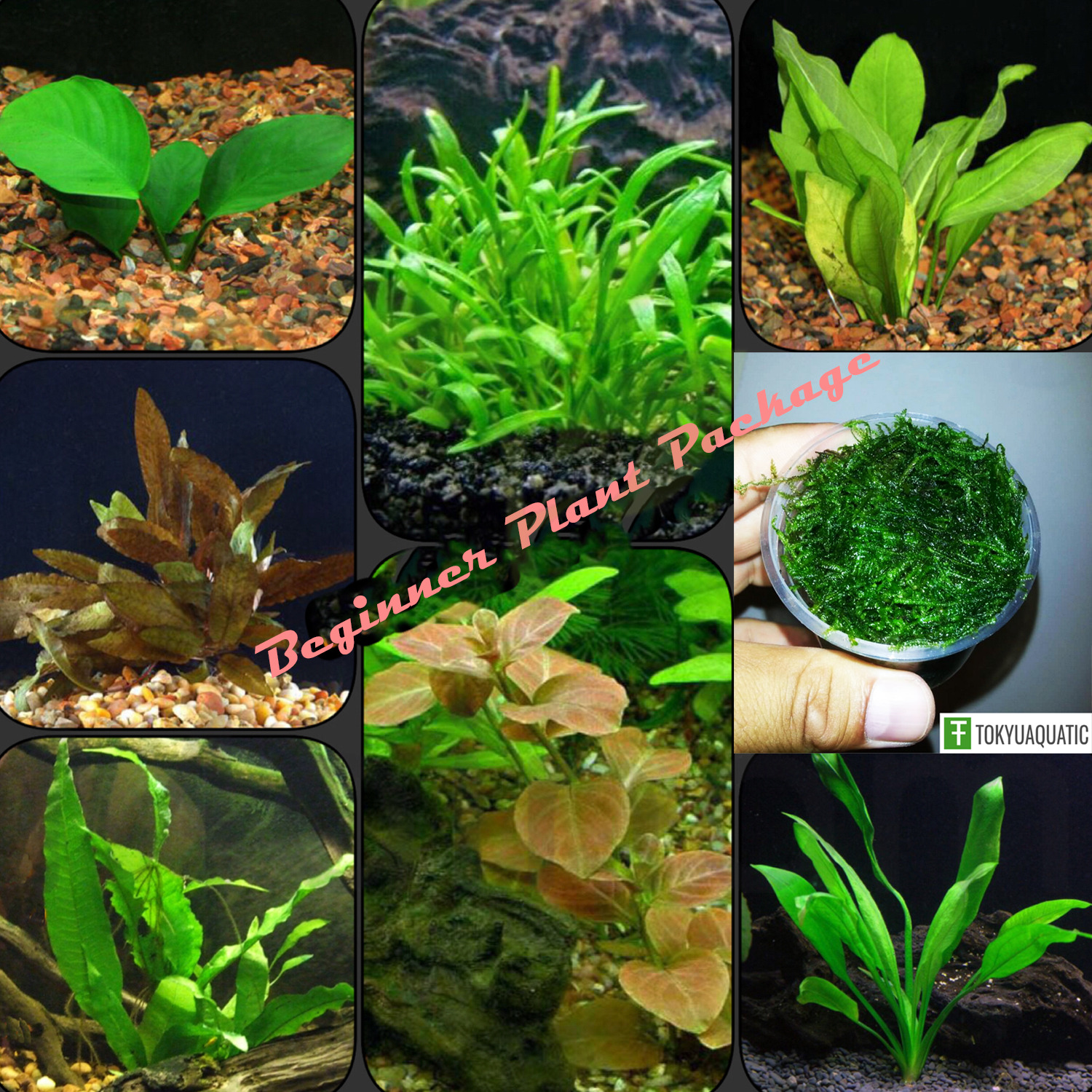 30+ Stem Live Aquarium Plants Bundle Package 8 Species Beginner Pack Freshwater