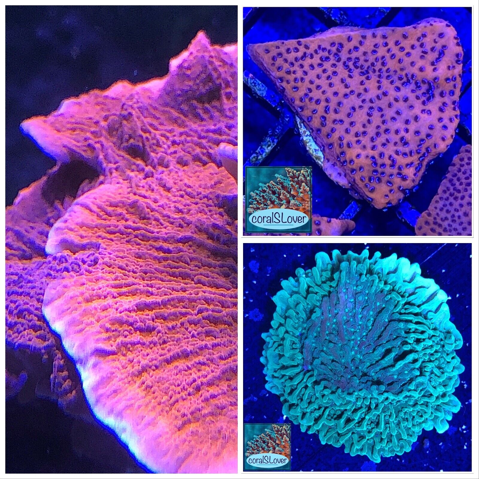 live coral Montipora Mix \