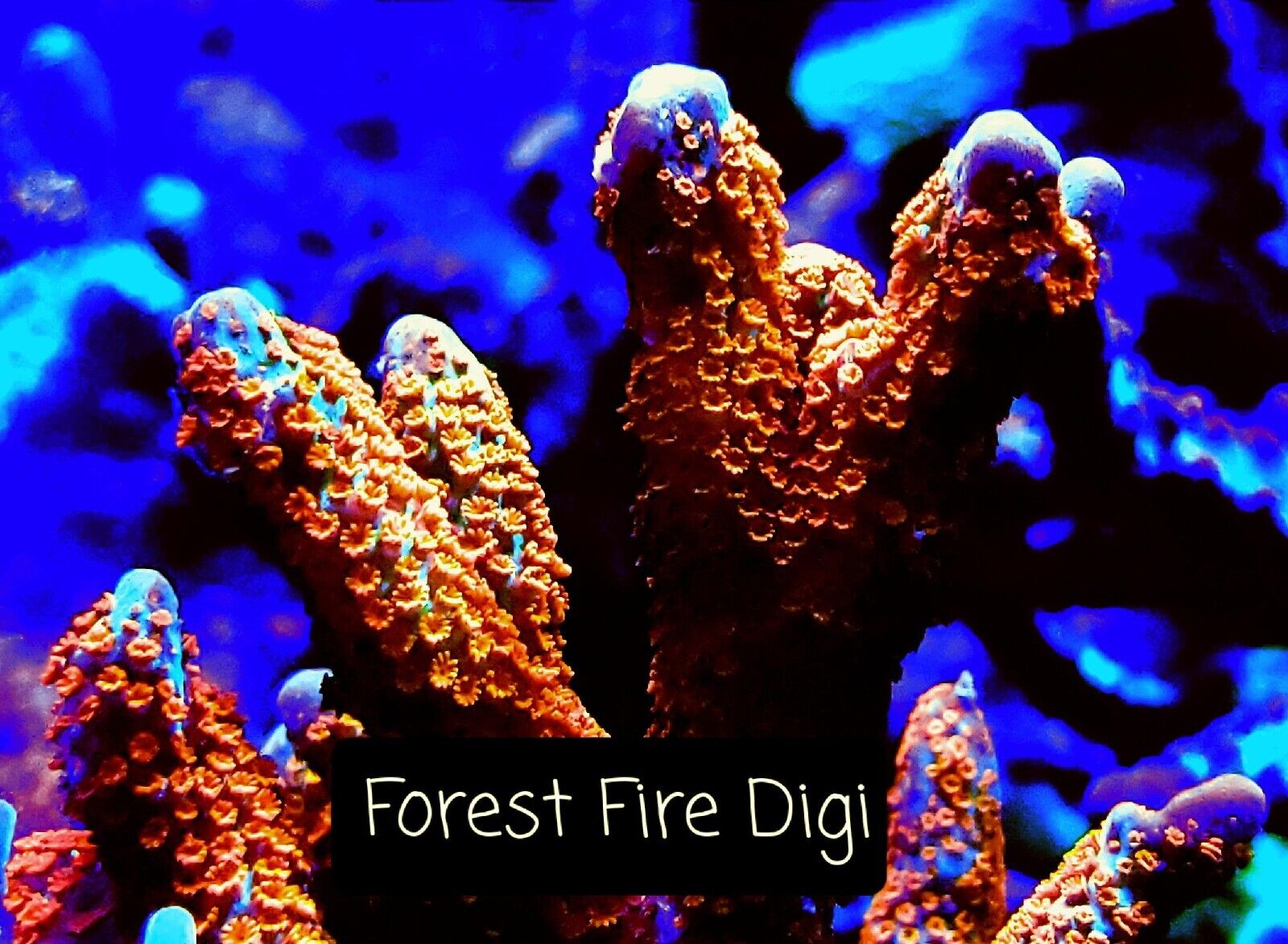 12 Coral SPS Acropora Montipora LPS frag pack - you choose -   3/4-2 inch frags