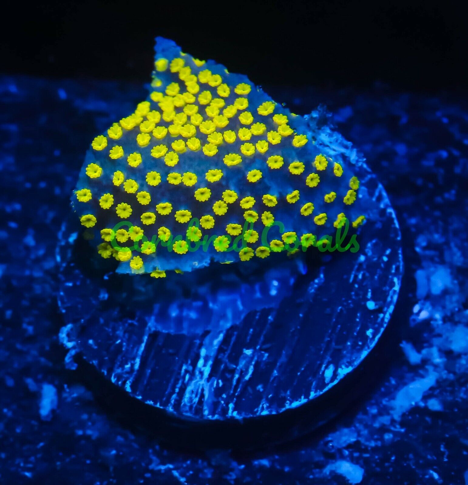 Cornbred\'s Black and Yellow Monti - Frag - LIVE CORAL