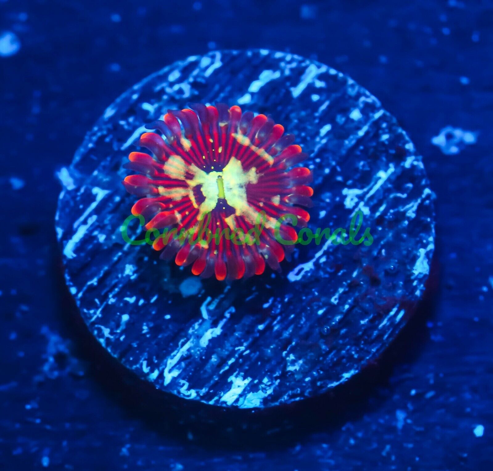 Cornbred\'s Magician Godz Paly - Frag - LIVE CORAL