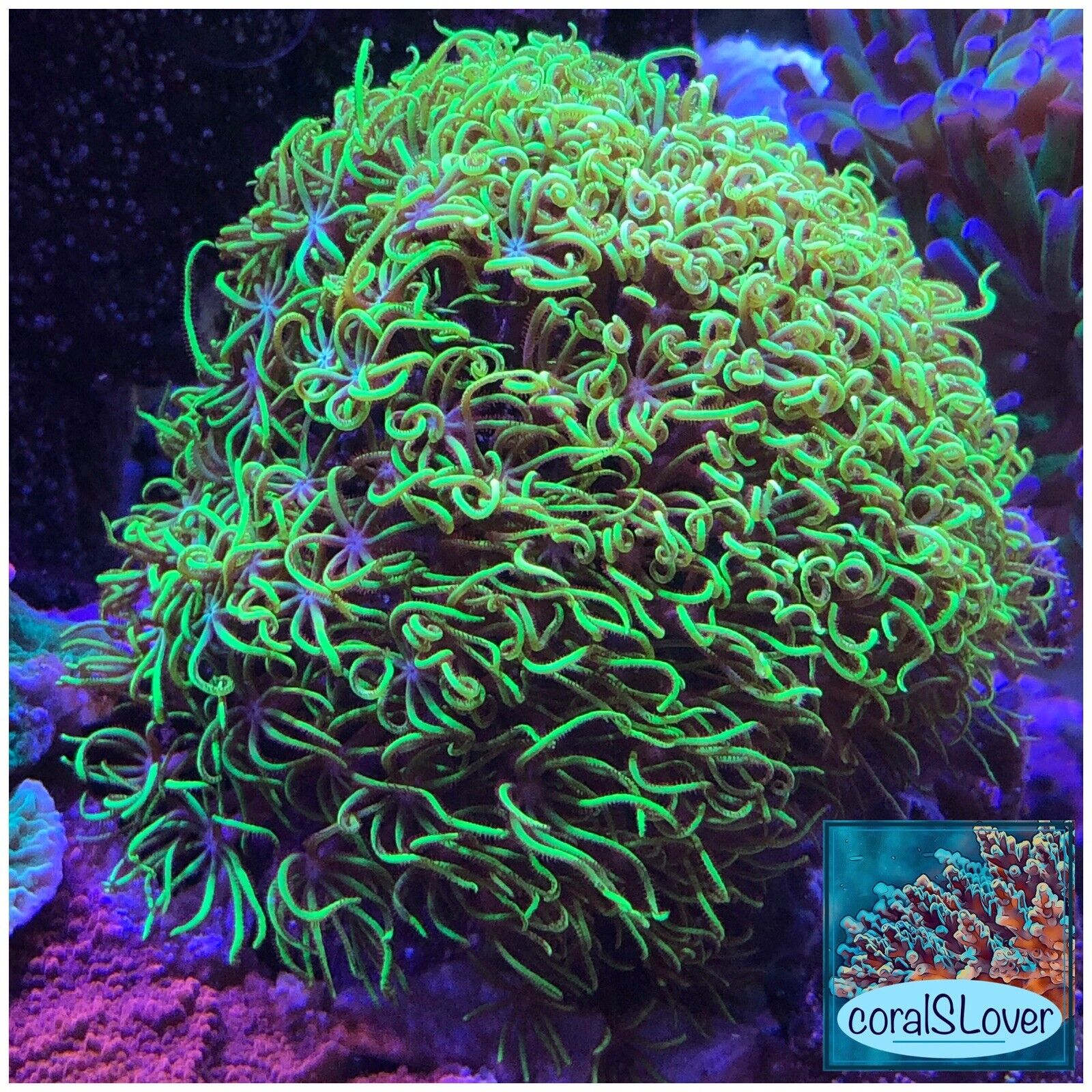 live coral Green Star Polyps 