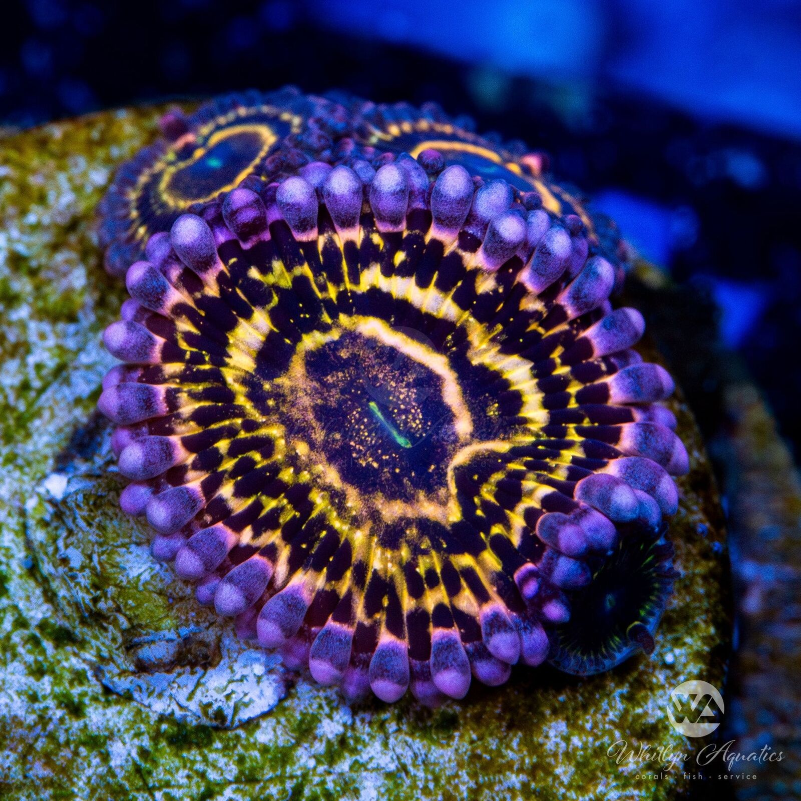 Stratosphere Zoa Zoanthid - Live Coral Frag