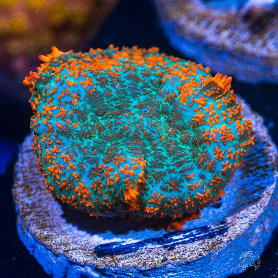 Aquamarine Mushroom ~ WYSIWYG Live Coral Frag ~ World Wide Corals ~ #195
