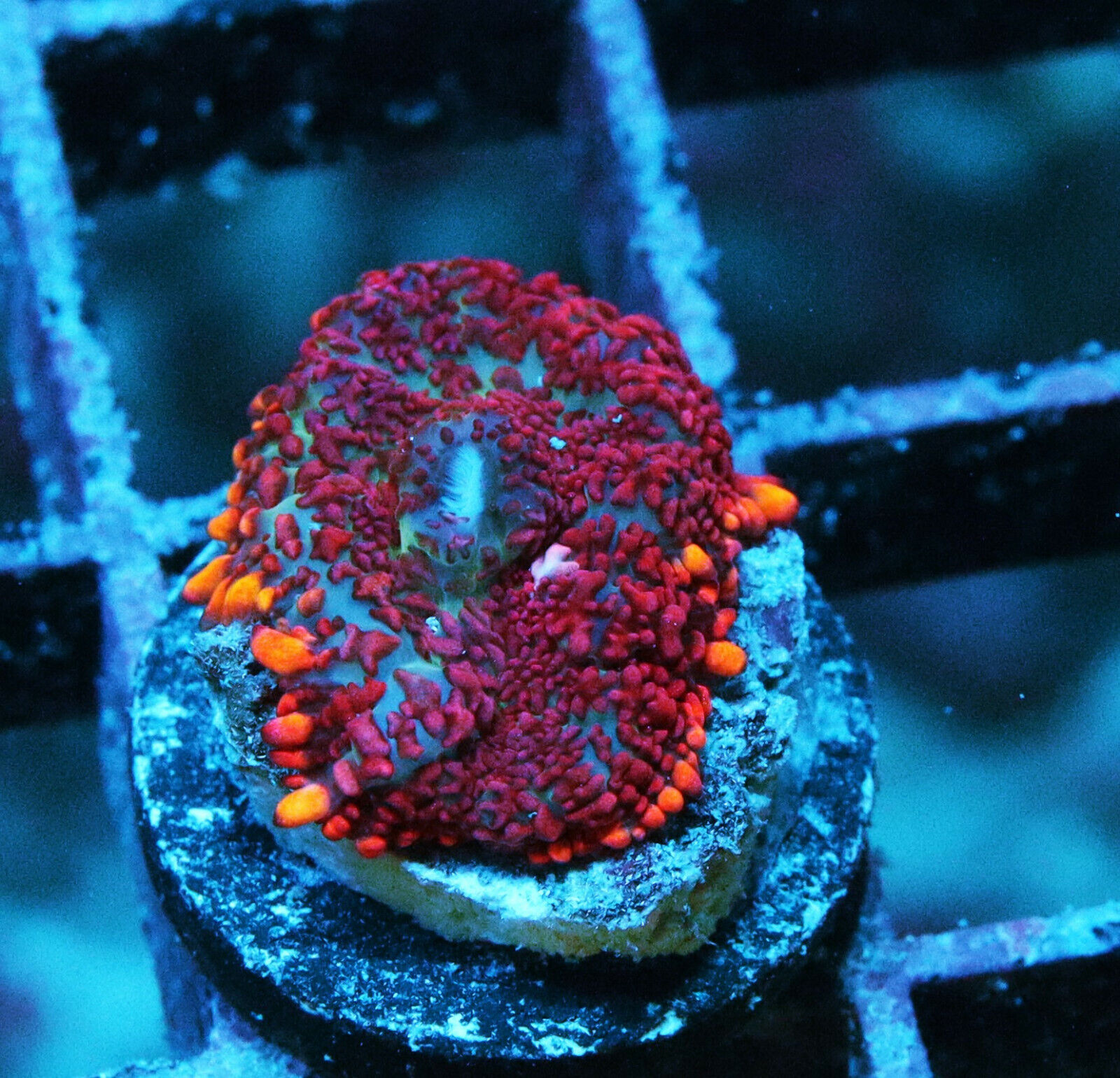 Beautiful Fire Mushroom Zoanthids Zoa SPS LPS Corals, WYSIWYG