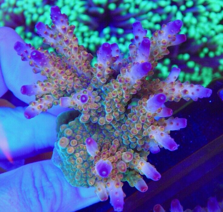 Northern Crush Acropora Montipora SPS Tankraised Live Coral Aquarium Reef Tank