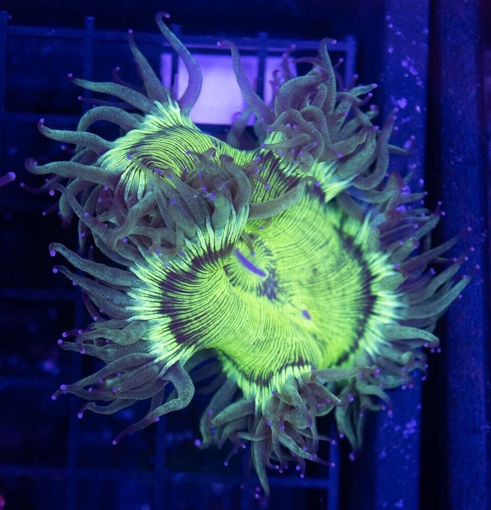 RESERVED Coral Frag Listing for corners