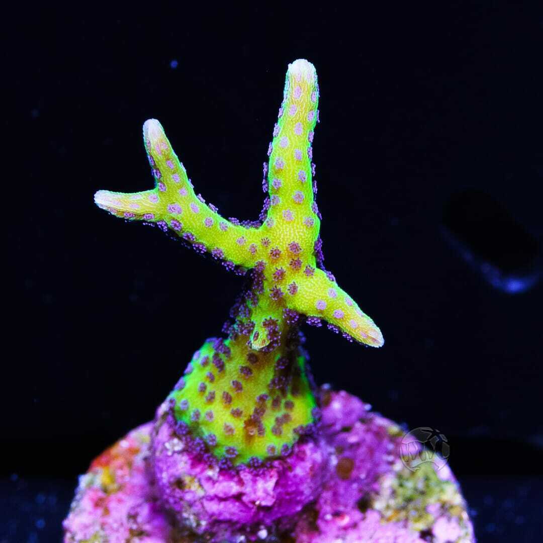 WWC Purple Polyp Birdsnest ~ Live Coral Frag ~ World Wide Corals ~ #292