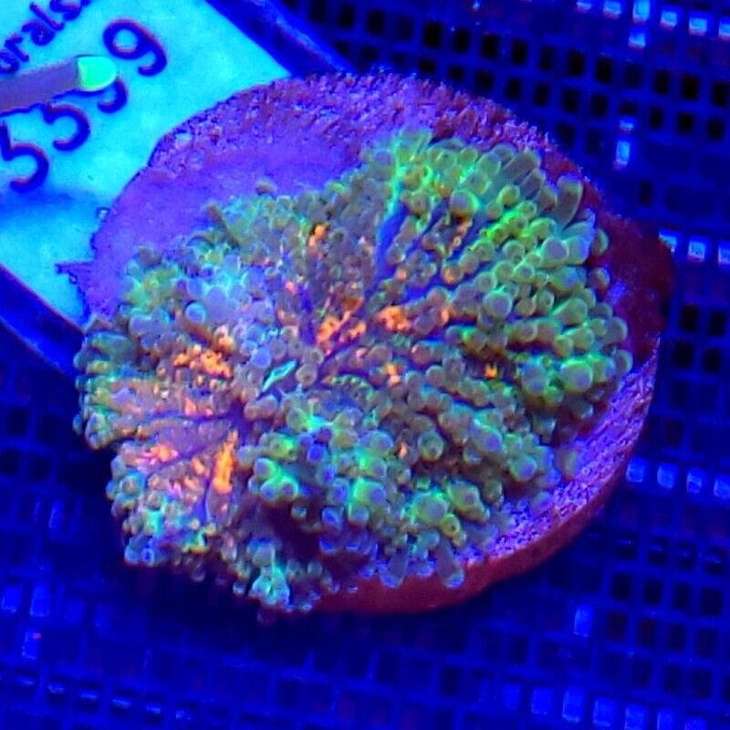 Ultra Yuma Mushroom Coral WYSIWYG IC 3399 - Indigo Corals - Ricordea