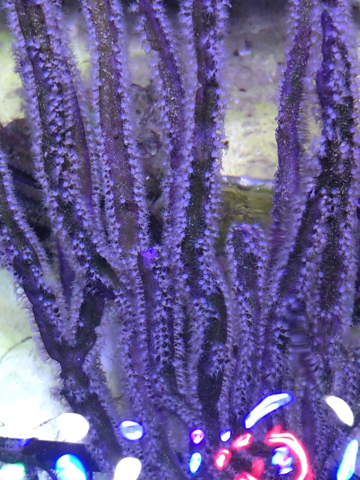 LIVE PURPLE RIBBON GORGONIAN CORAL SALTWATER FREE COPEPODS