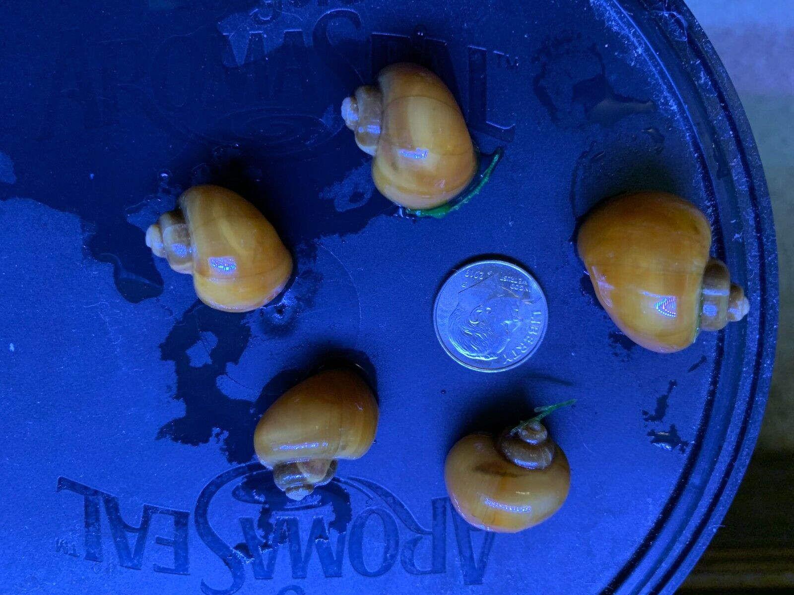 5 Gold Mystery Snails Algae Eaters Med-Large (Dime-nickel Size) Fresh water
