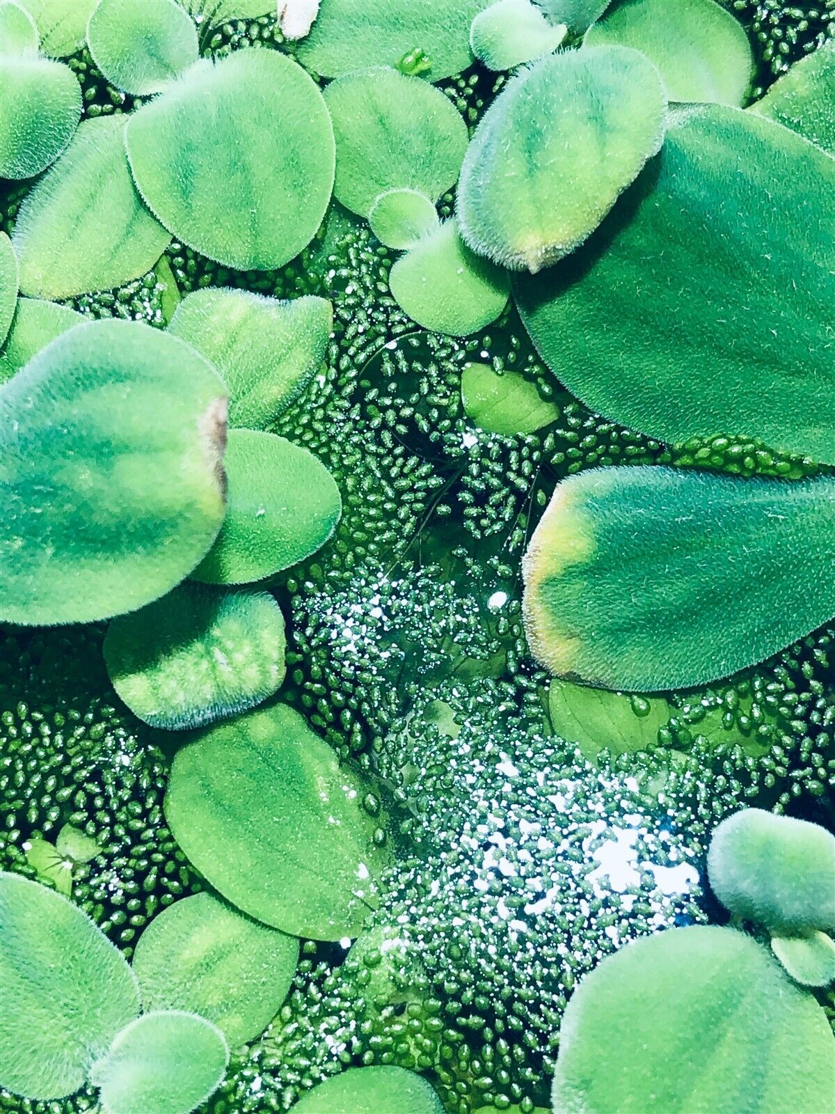  2 Water Lettuce SM/Baby Water Lettuce Freshwater Floating Plants Ponds/Tanks 