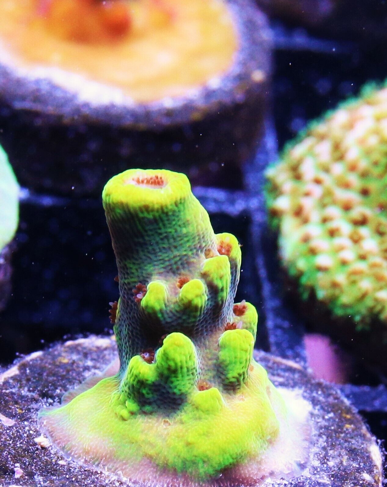 Diabolic Pacman Acro Acropora SPS LPS Zoanthids Soft Corals WYSIWYG
