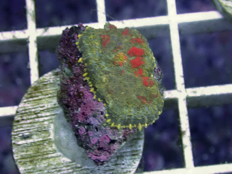 Blood Splash Rhodactis Mushroom -WYSIWYG Live Coral Frag- Coral Savers 