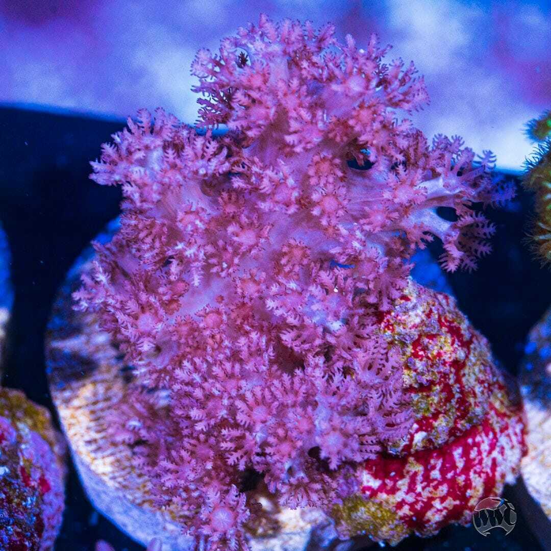 WWC Speckled Leather ~ WYSIWYG Live Coral Frag ~ World Wide Corals ~ #174