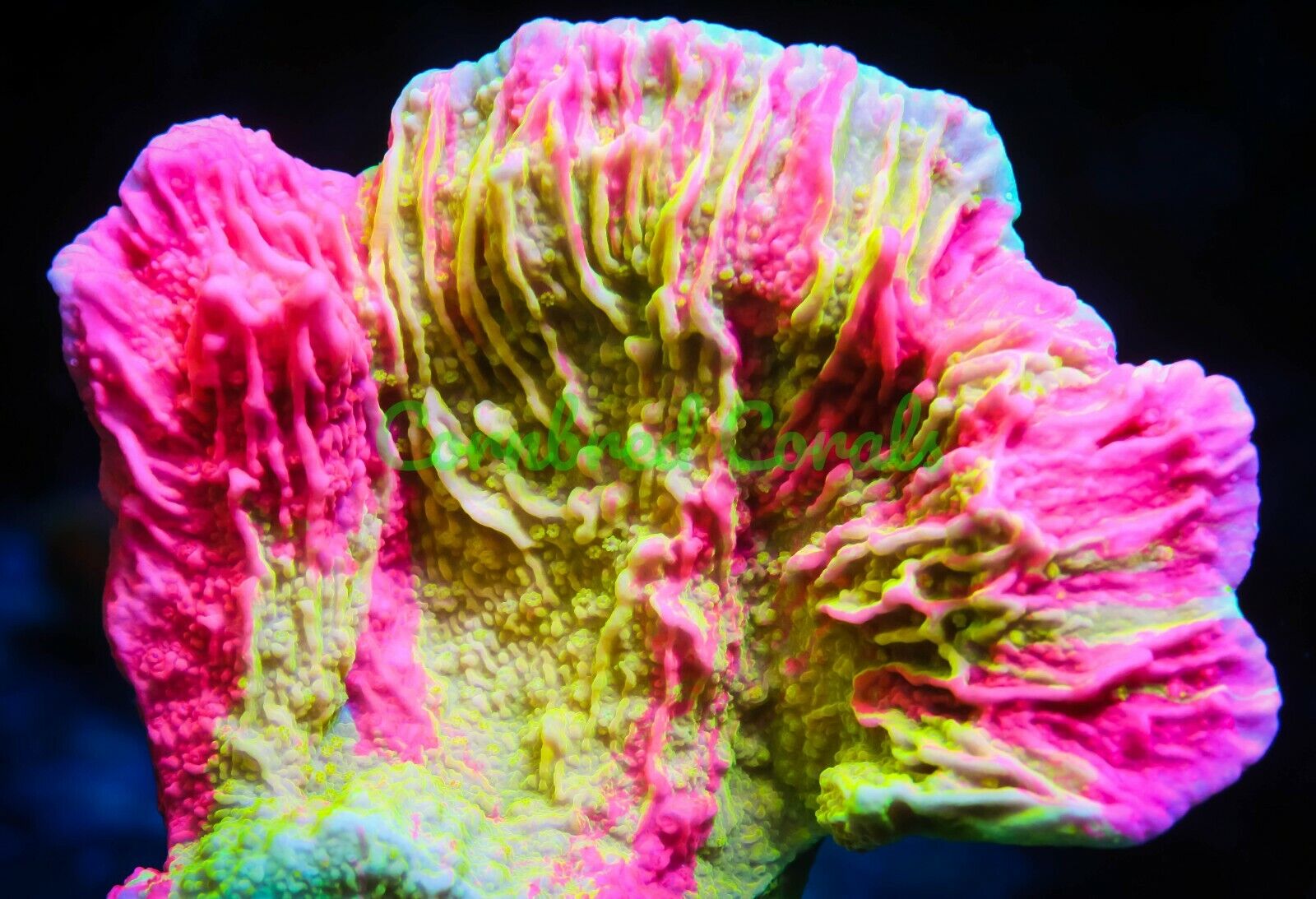 Cornbred\'s Toxic Grafted Cap - Frag - LIVE CORAL
