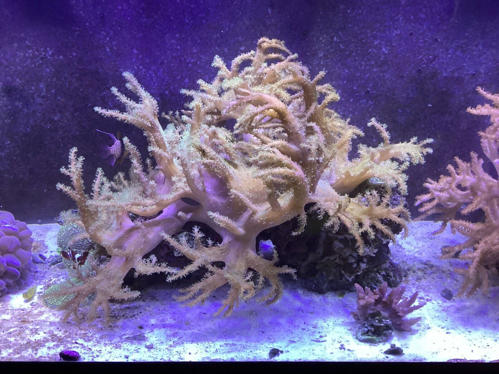 2 Huge Leather Corals, 2 Different Species