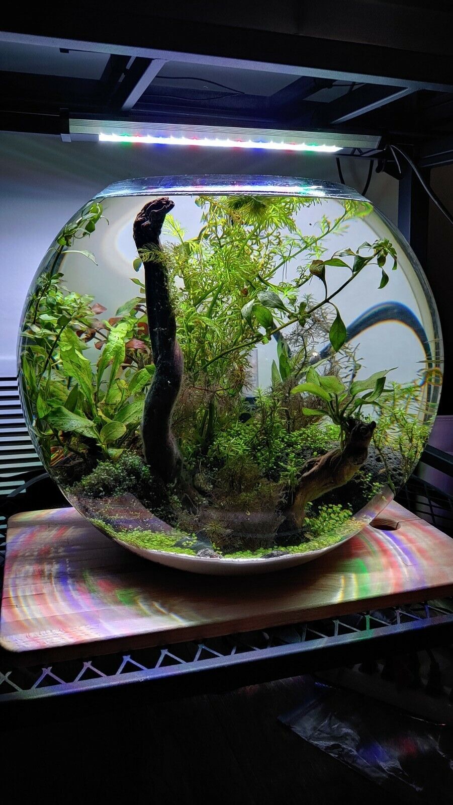 8 Gallon Planted Bowl Aquarium (COMPLETE SETUP with fish and shrimp)