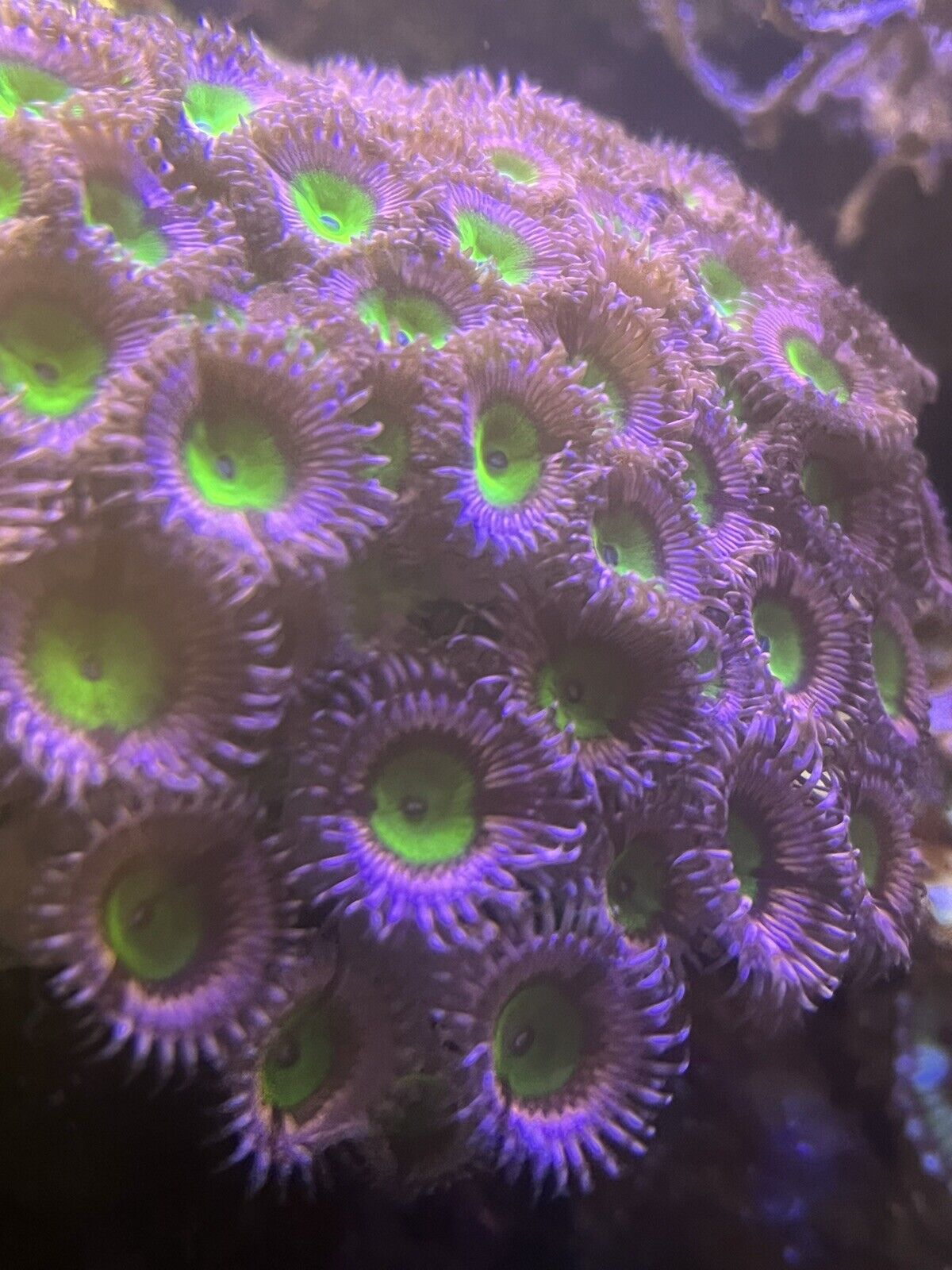 Pink Hippo / Chuckies Bride Zoa Frag 3+ Polyp And Small Colony Of 30+