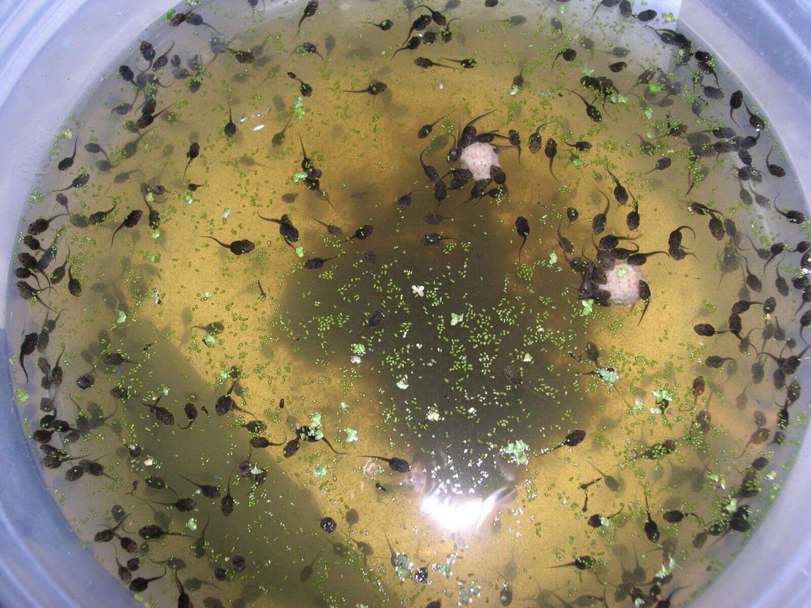 22 Live Tiny Tree frog Tadpoles free tad food and plants for the trip
