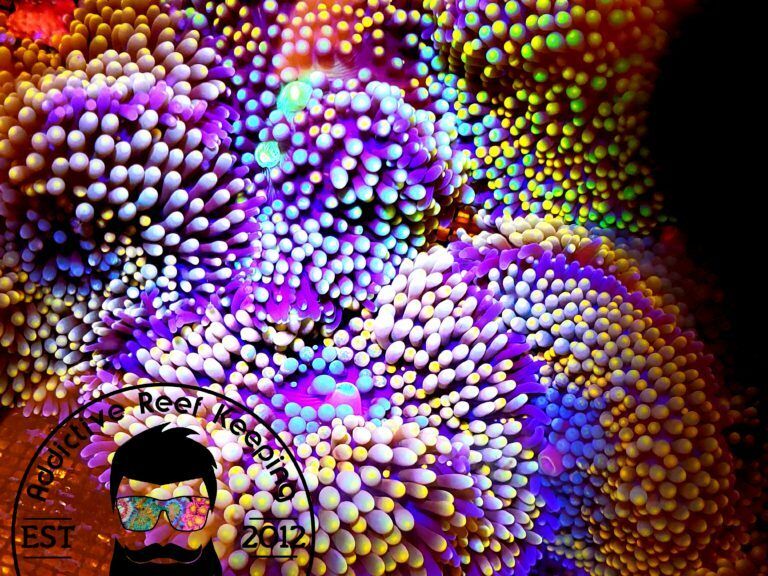 2 Pack Rainbow Ricordea Mushroom – ARK