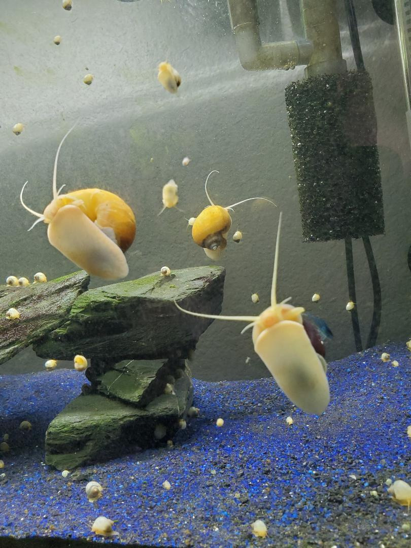 Gold Mystery Snails 3 - Live Freshwater Algae Eaters Pomacea bridgesii