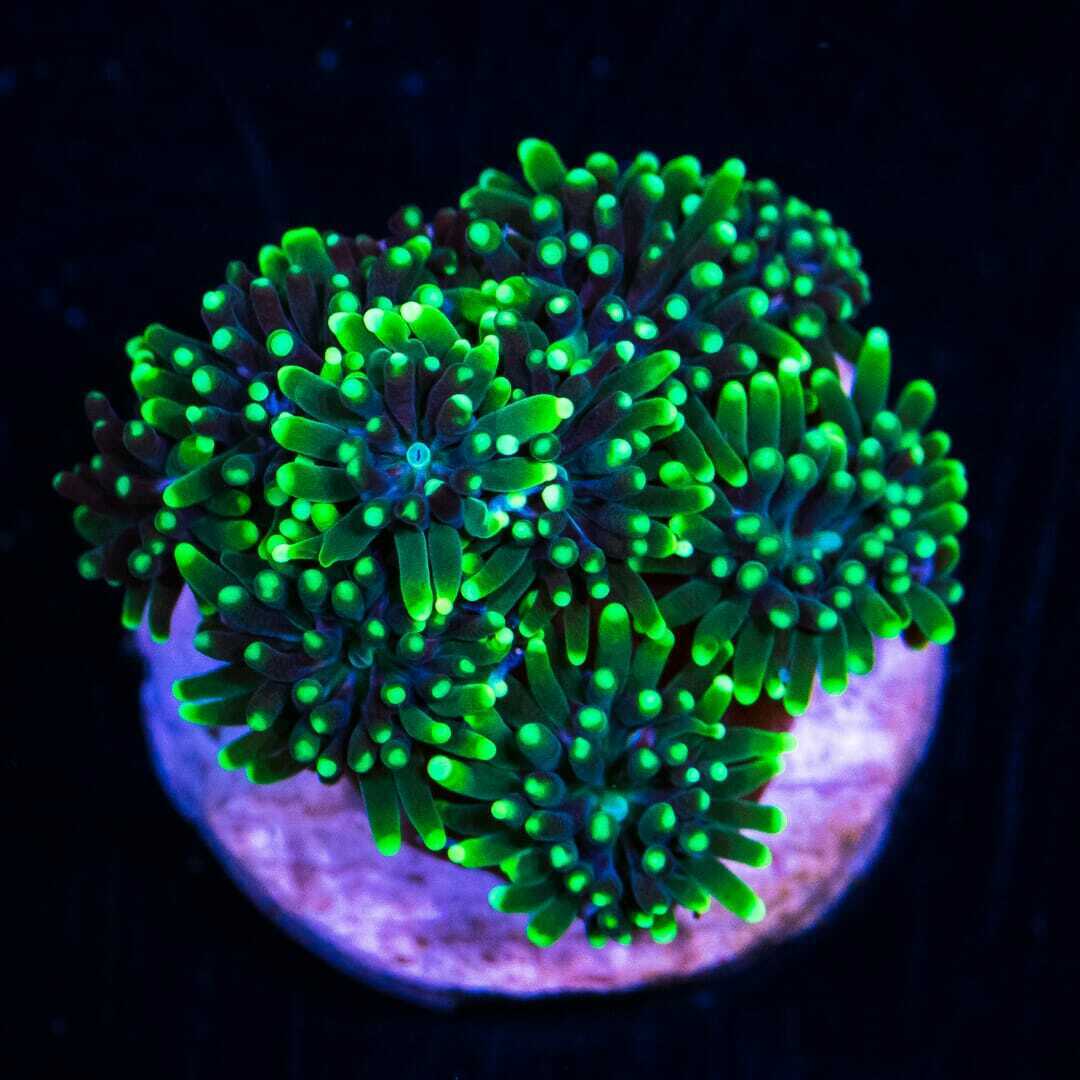 WWC Neon Galaxea ~ Live Coral Frag ~ World Wide Corals ~ #289