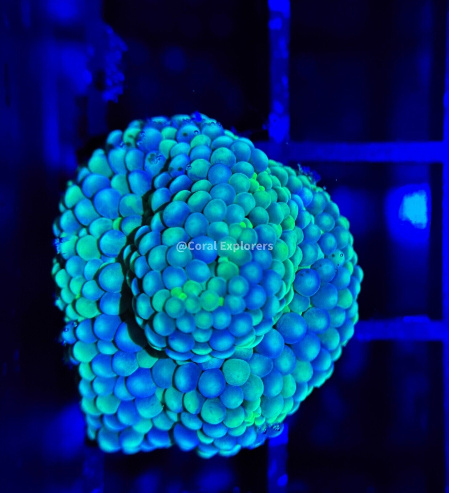 CE WYSIWYG Blue/Green Ricordea Yuma Mushroom Live Coral Frag LPS SPS #R1OF10