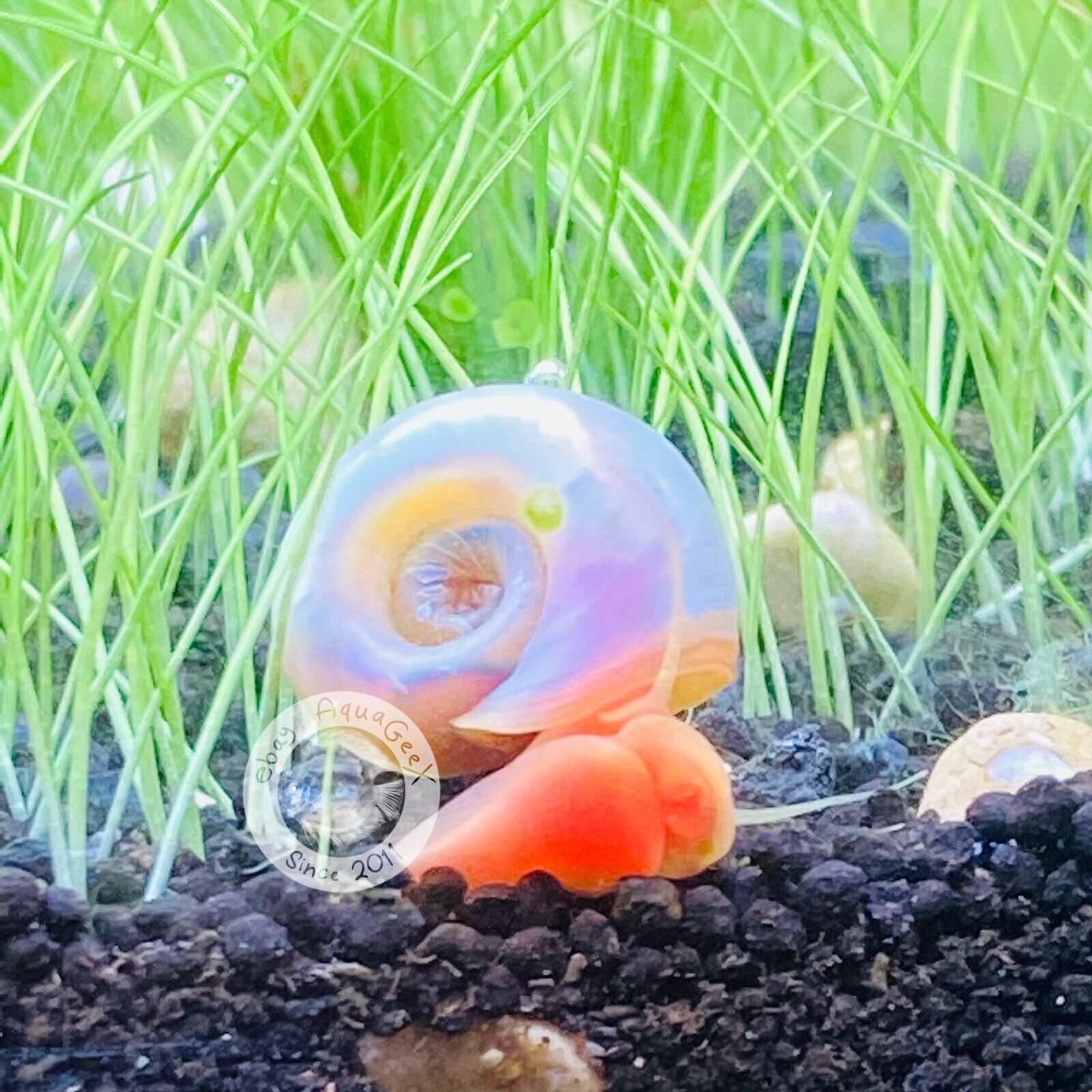 10 High Quality Pink Pearl Ramshorn snails Great Algae Eater Clean Up Crew Plant
