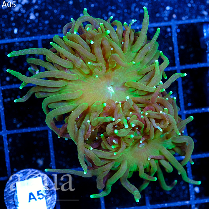 ASD - 077 Toxic Waste Torch - WYSIWYG - Aqua SD Live Coral Frag