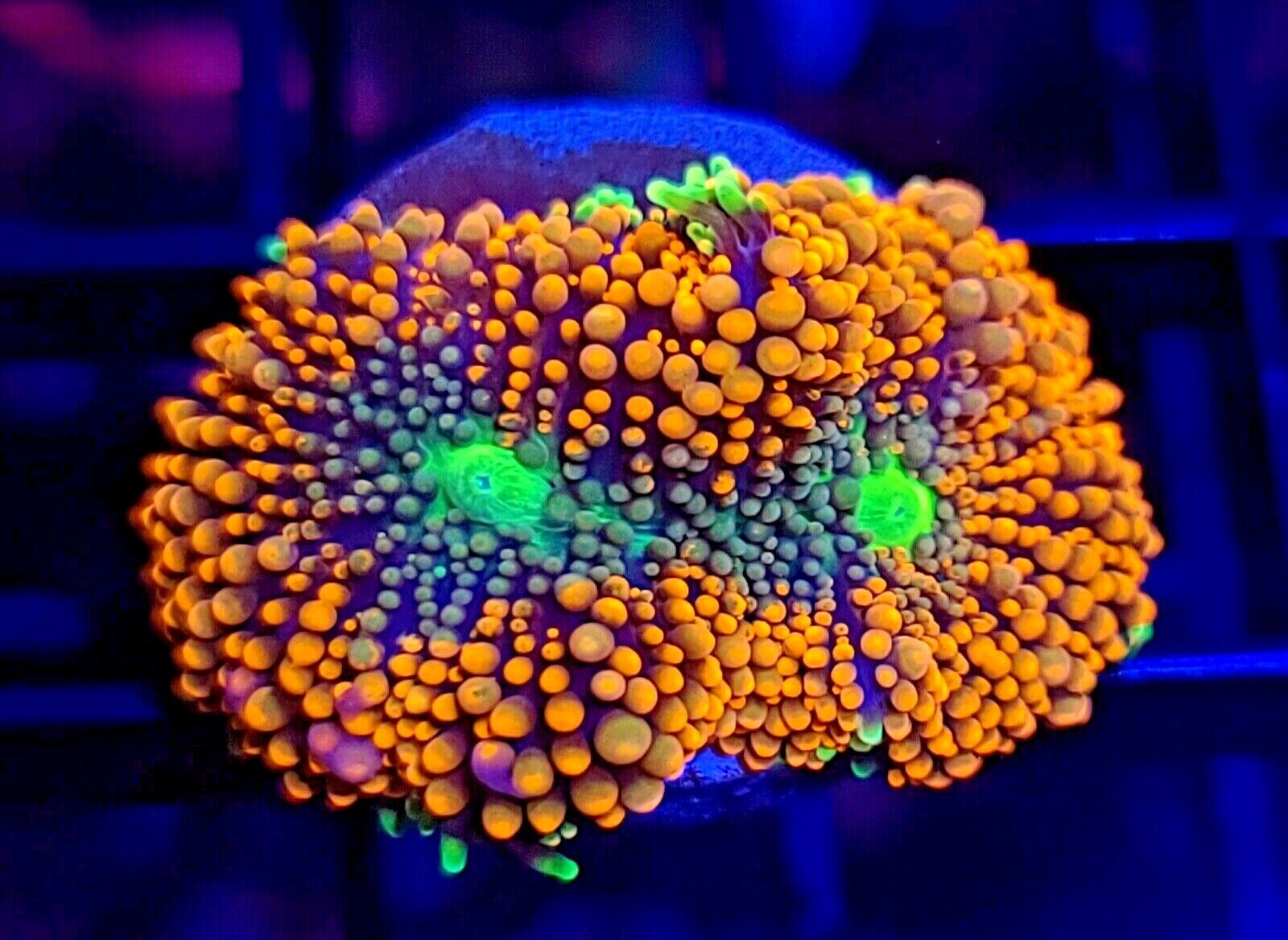 Ultra Florida Ricordea Mushroom * WYSIWYG * Live Coral Frag * AJ's Aquariums
