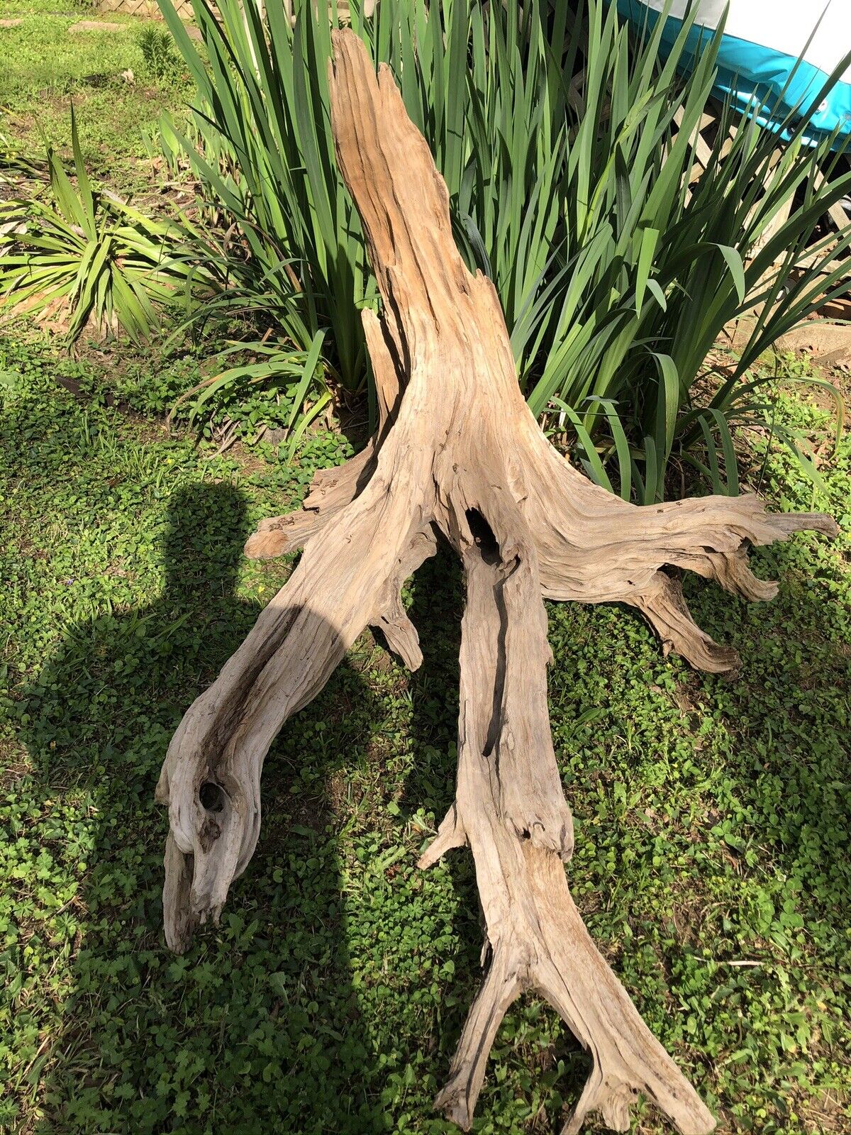 Extra Large Driftwood Root/Stump