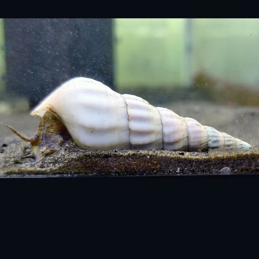 6 White hercules snails
