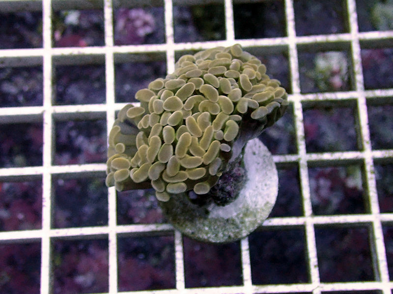 Funky Gold Indo Branch Hammer -WYSIWYG Live Coral Frag- Coral Savers 