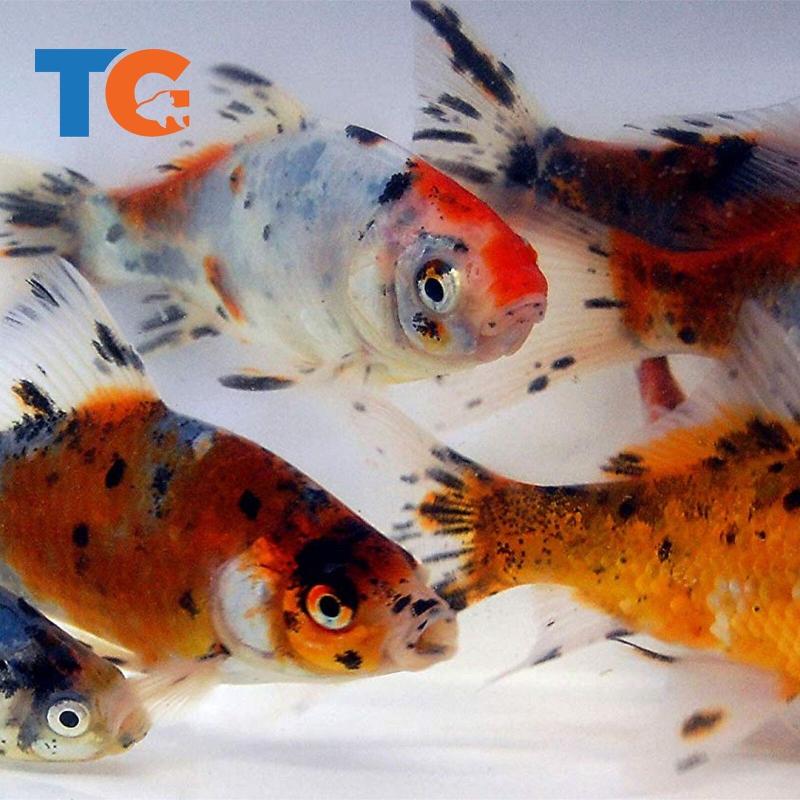 Toledo Goldfish LIVE Shubunkin Goldfish