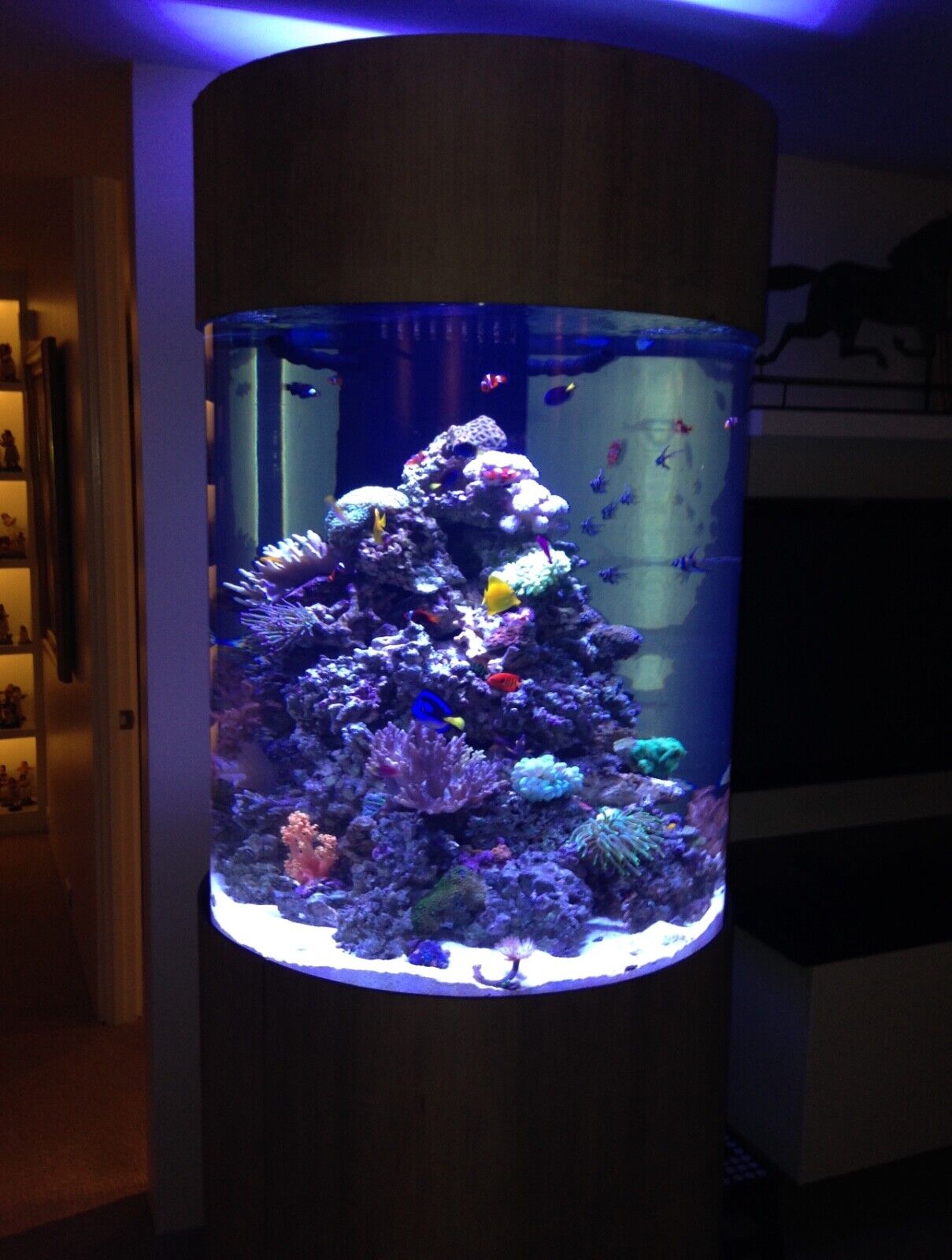200 Gallon Reef-ready Cylinder Aquarium Fish Tank + Sump  + chiller + more