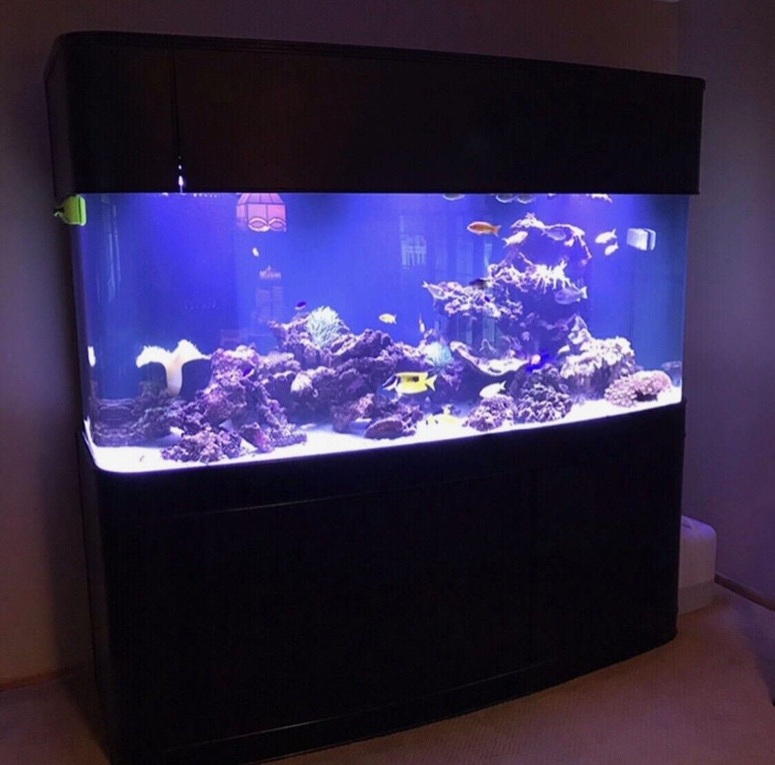 WARRANTY INCLUDED 300 gallon GLASS bow front aquarium fish tank set