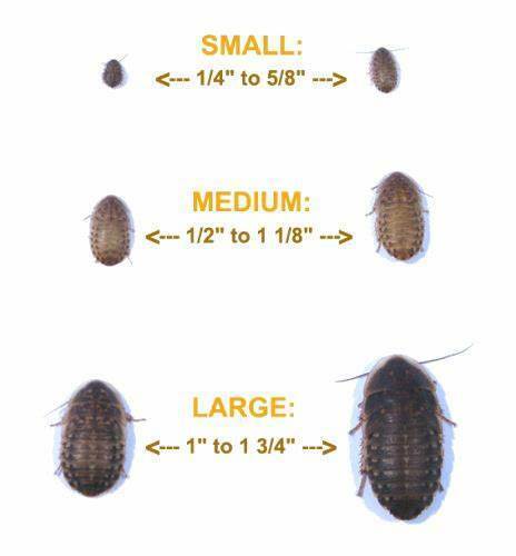 Dubia Roaches-Small, Medium, Large, XL, Adults-Live Feeders * Free Fast Shipping