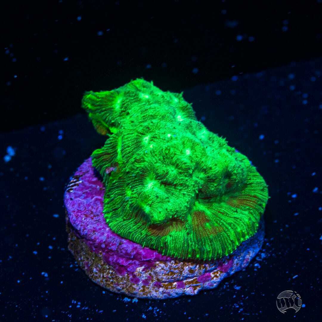 WWC Toxic Wasted Lepto ~ WYSIWYG Live Coral Frag ~ World Wide Corals ~ #90
