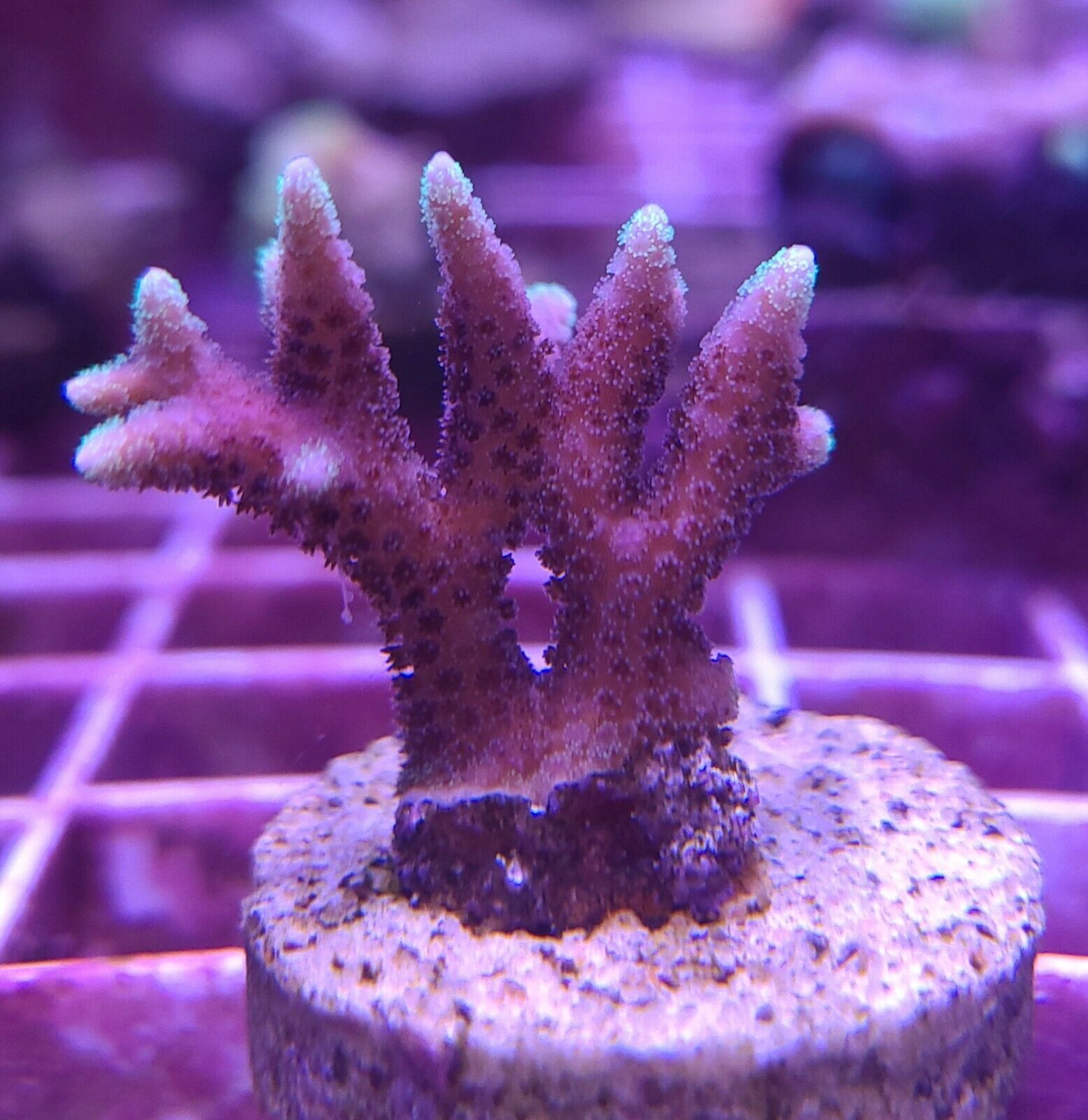 Robbie\'s Corals Live Coral Yellow Tip Pink Birds Nest Coral 
