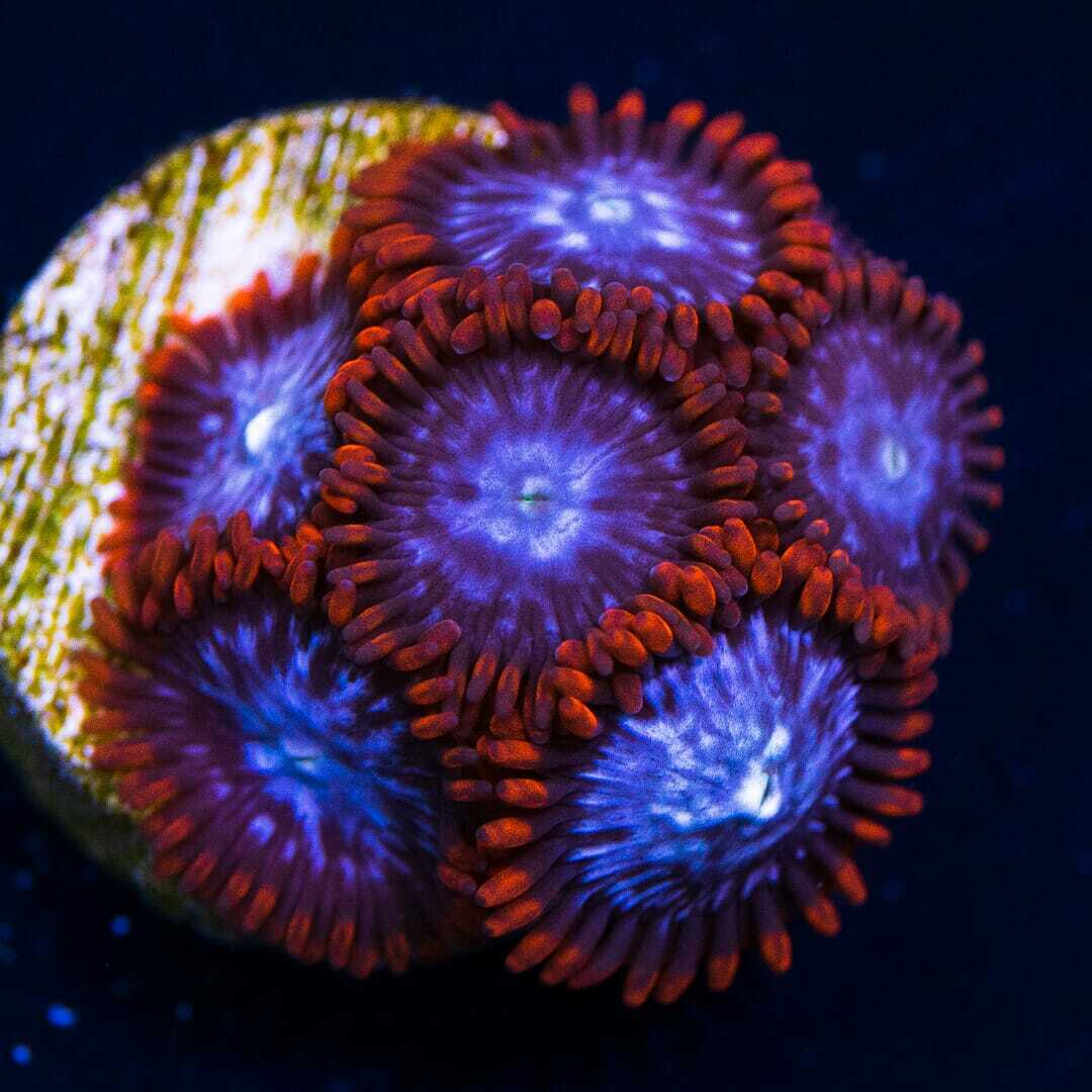 Fire and Ice Zoas ~ Live Coral Frag ~ World Wide Corals ~ #301
