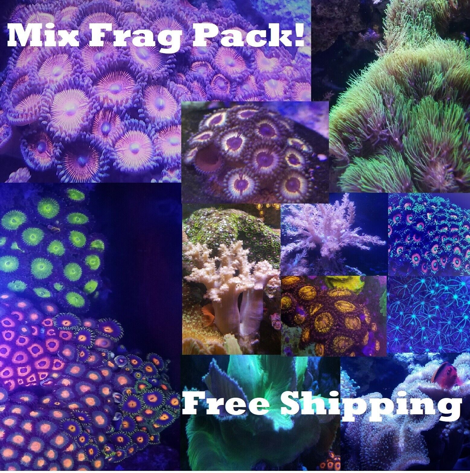 Softy Frag pack 5 mix Corals Colorful leathers polyps mushrooms live reef Salt