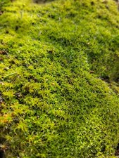 Live Star Moss 75 Sq Ft Coverage No pesticides, FRESH Bulk Order  picture